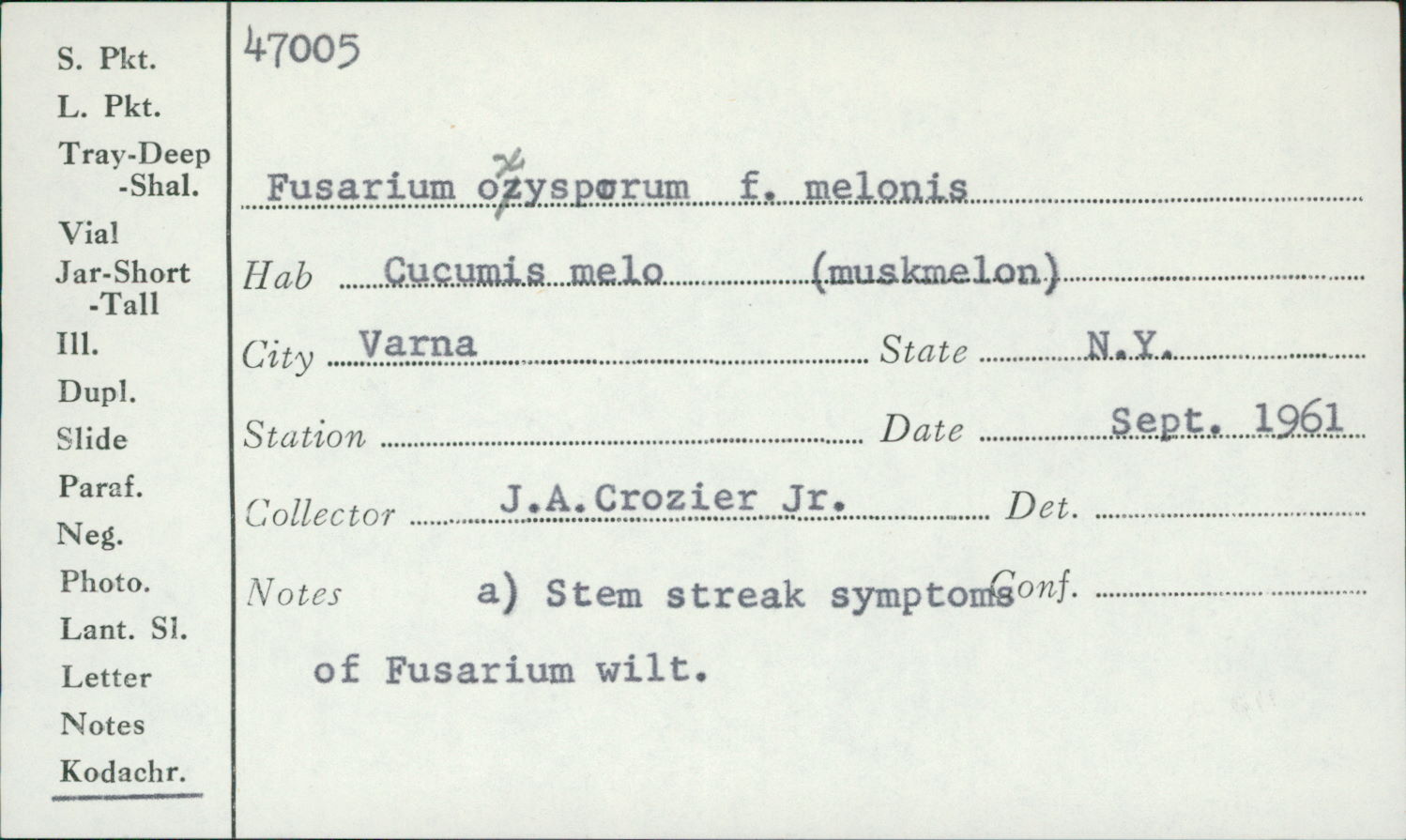 Fusarium oxysporum image