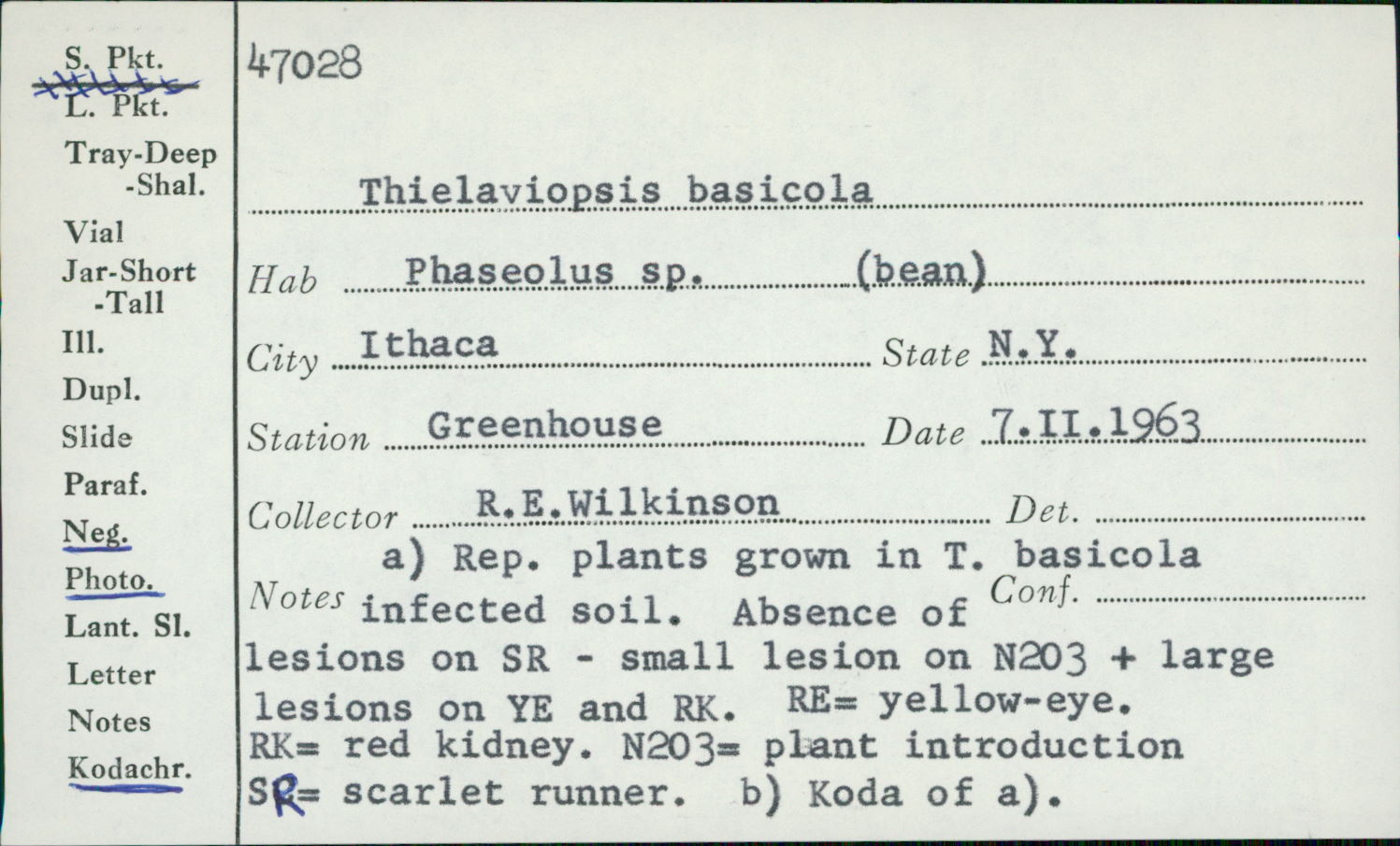 Thielaviopsis basicola image