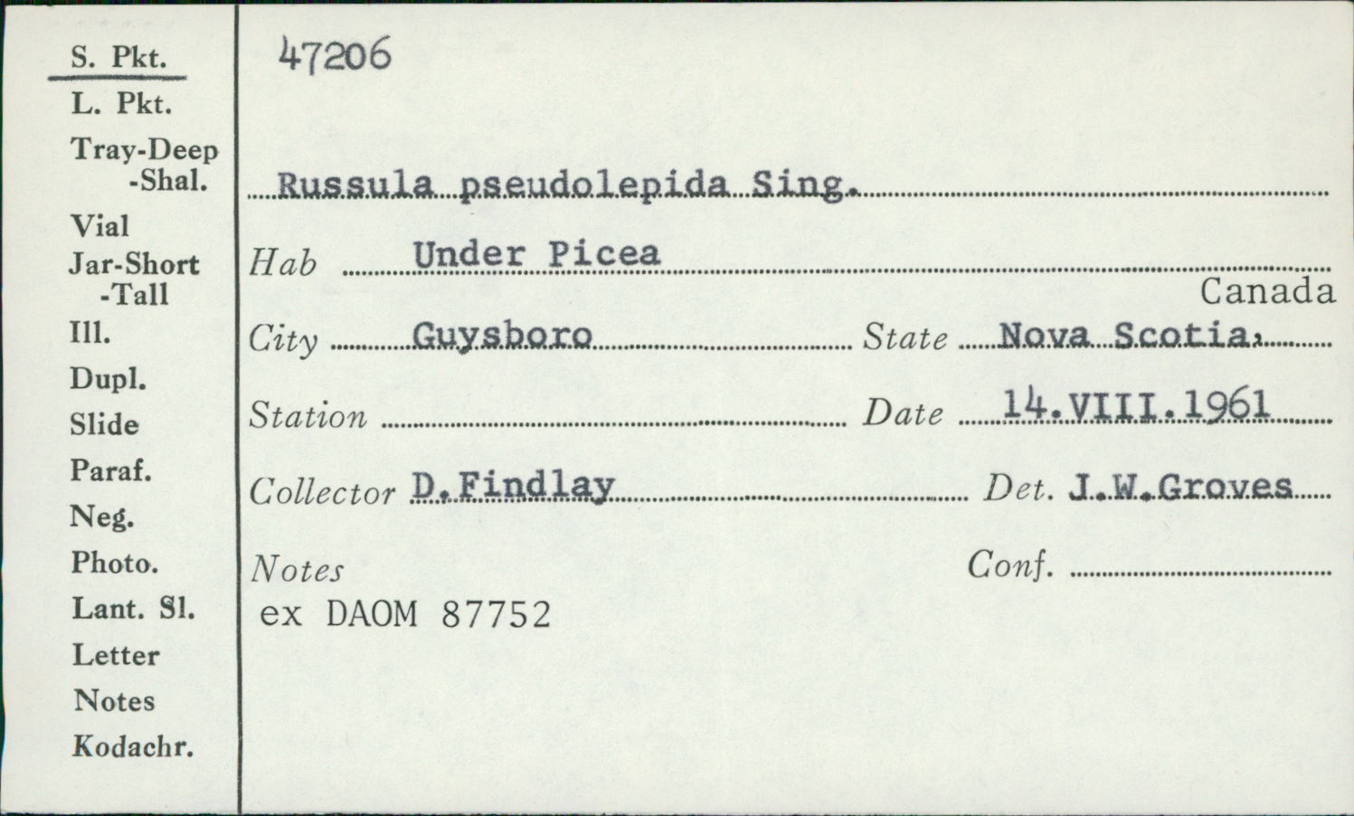 Russula pseudolepida image