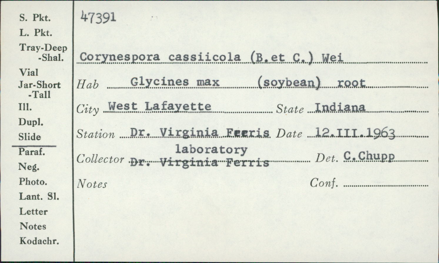 Corynespora cassiicola image