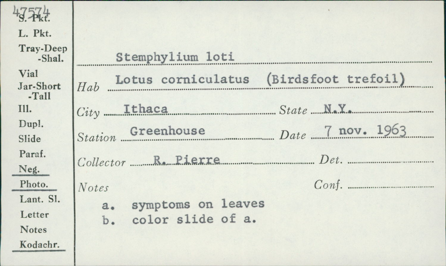 Stemphylium loti image