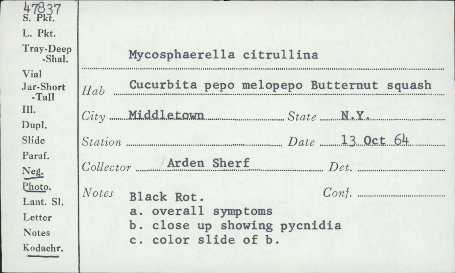 Didymella bryoniae image