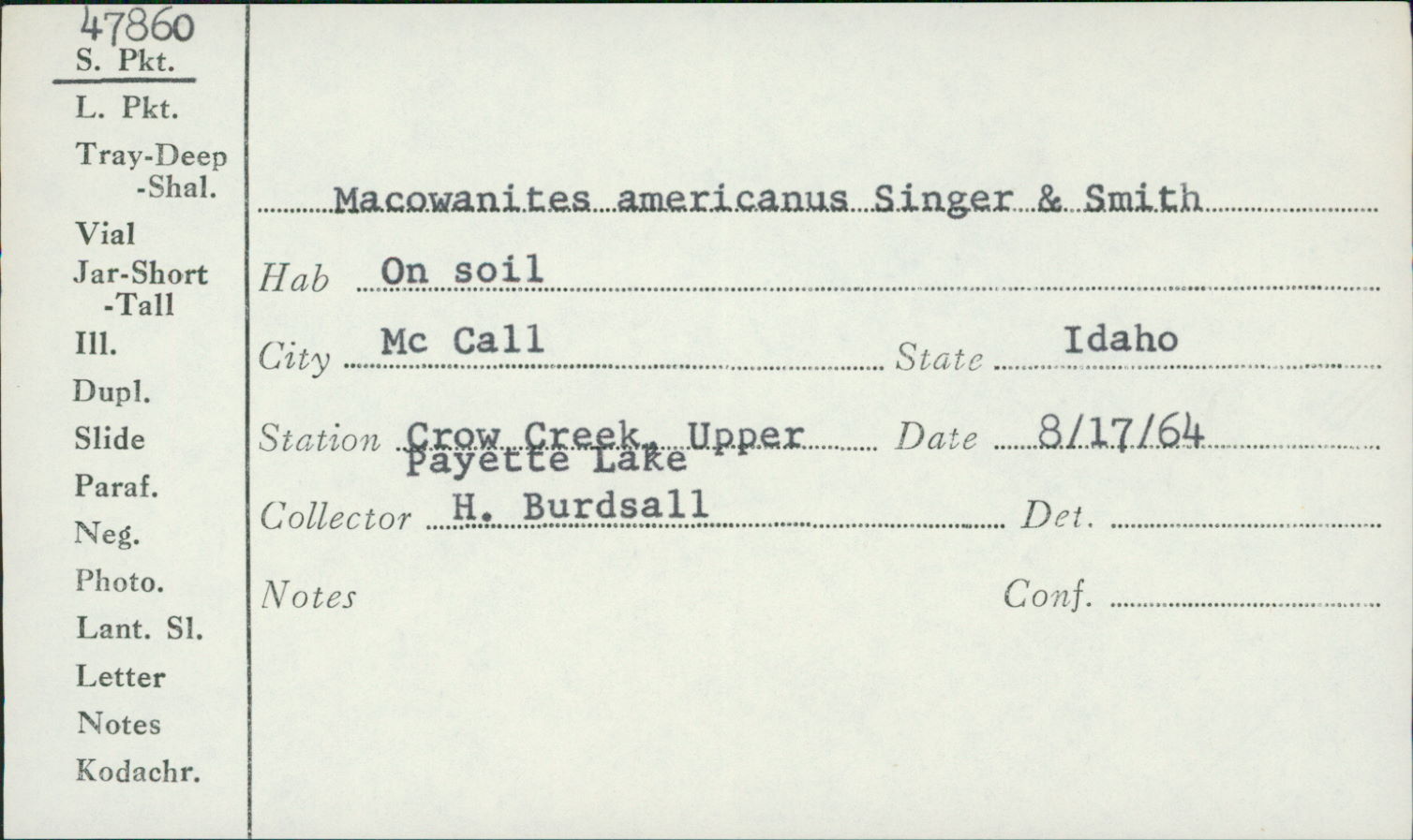 Macowanites americanus image