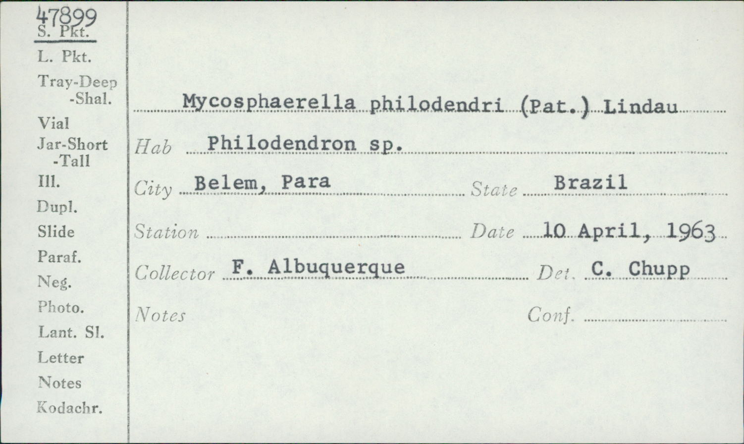 Mycosphaerella philodendri image