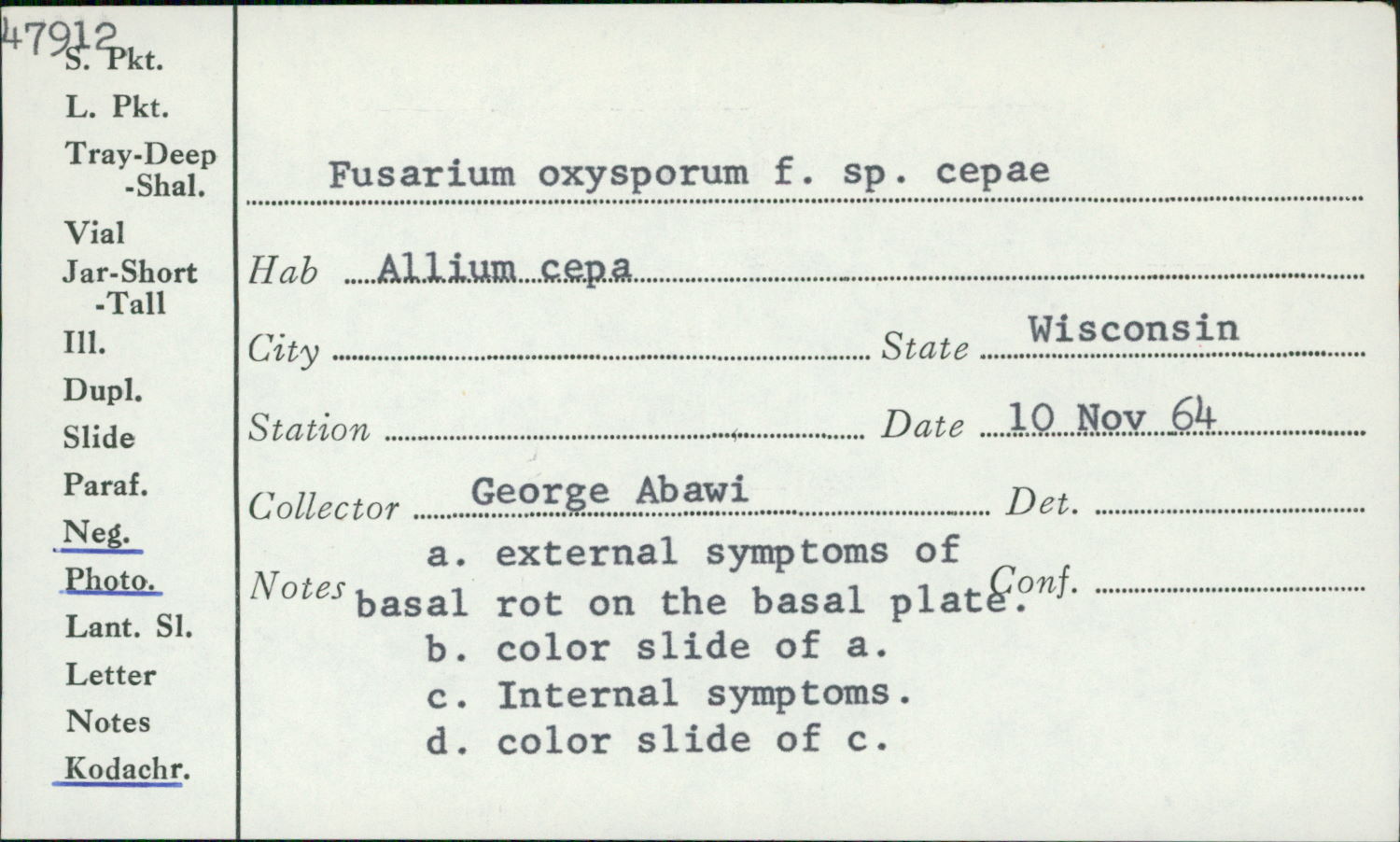 Fusarium oxysporum image