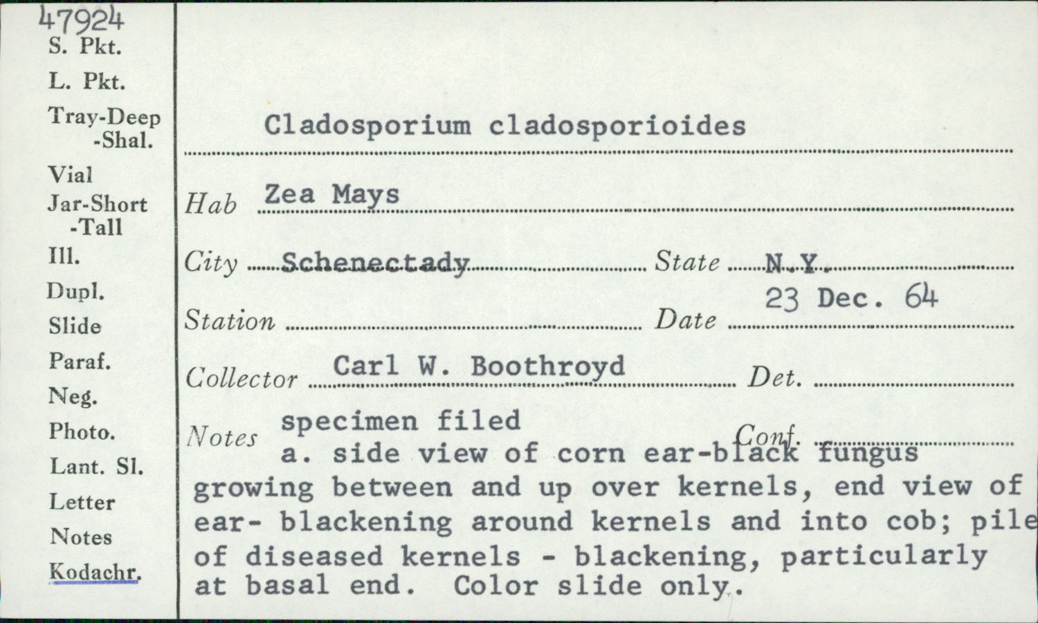 Cladosporium cladosporioides image