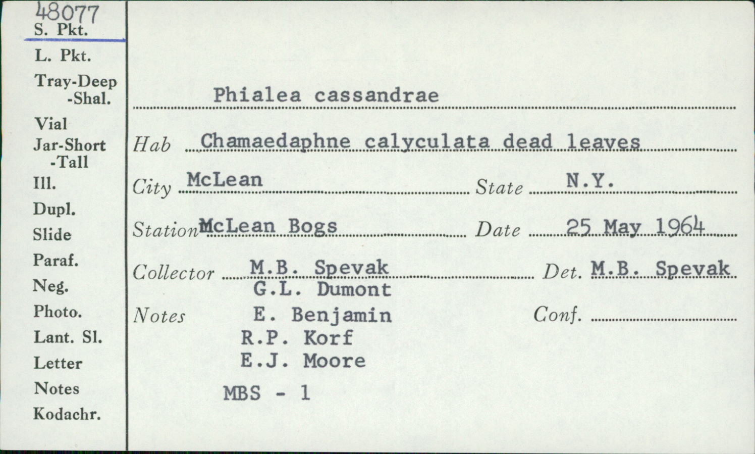 Phialea cassandrae image