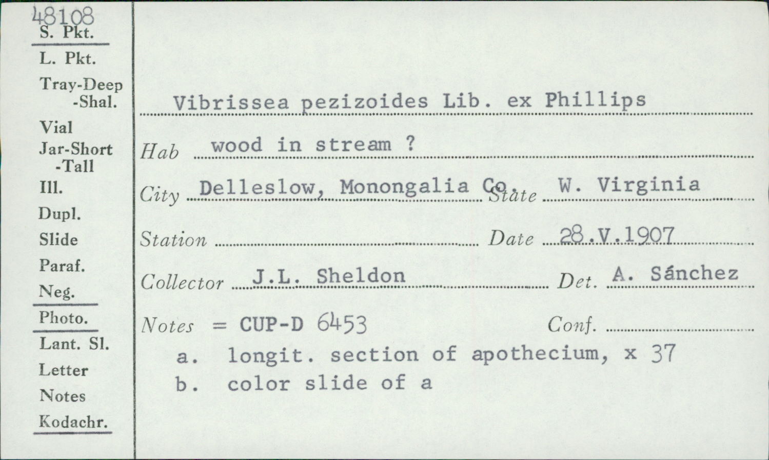 Vibrissea pezizoides image