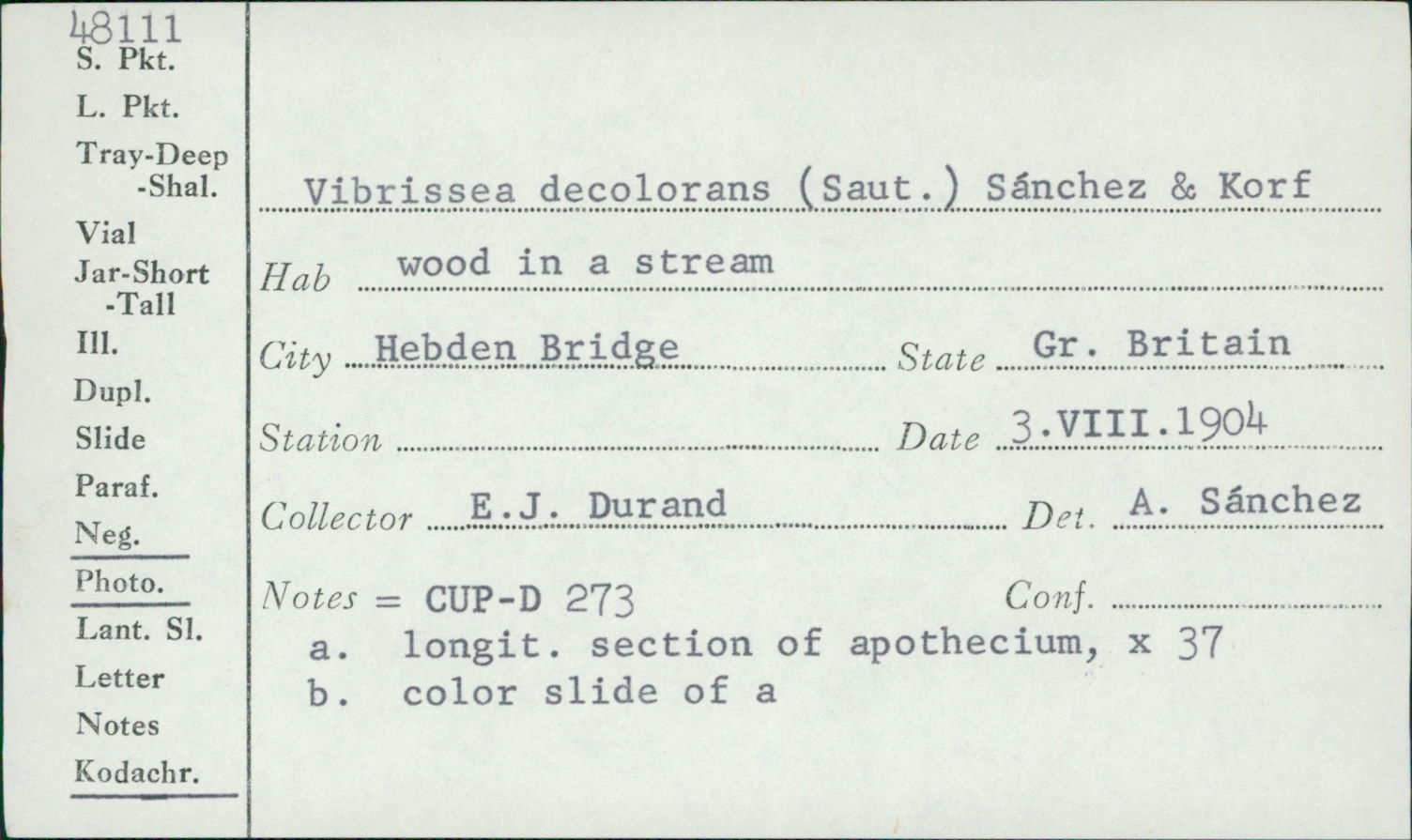 Vibrissea decolorans image