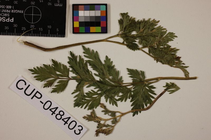 Puccinia grenfelliana image