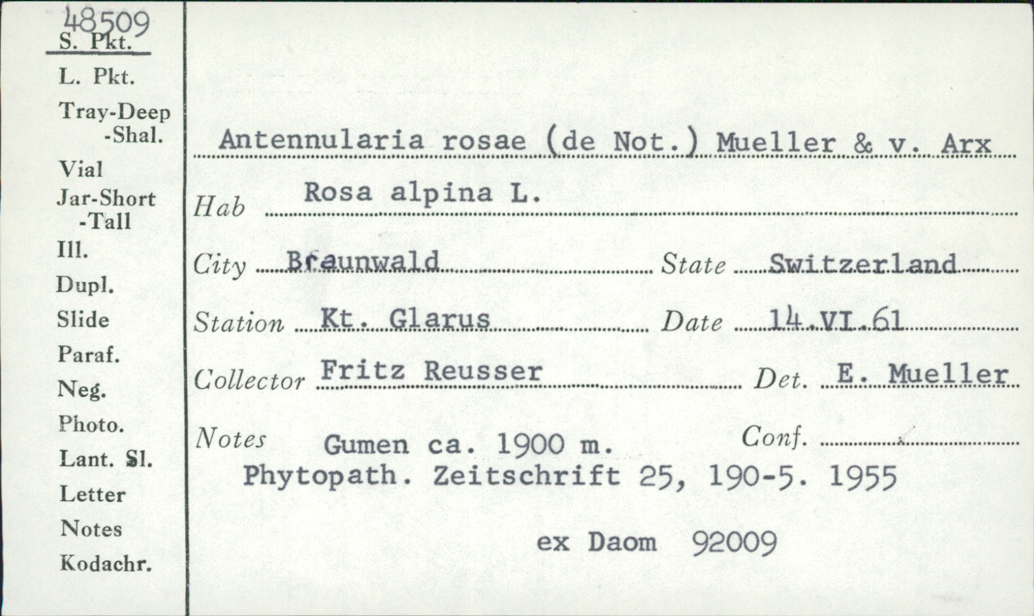 Gibbera rosae image