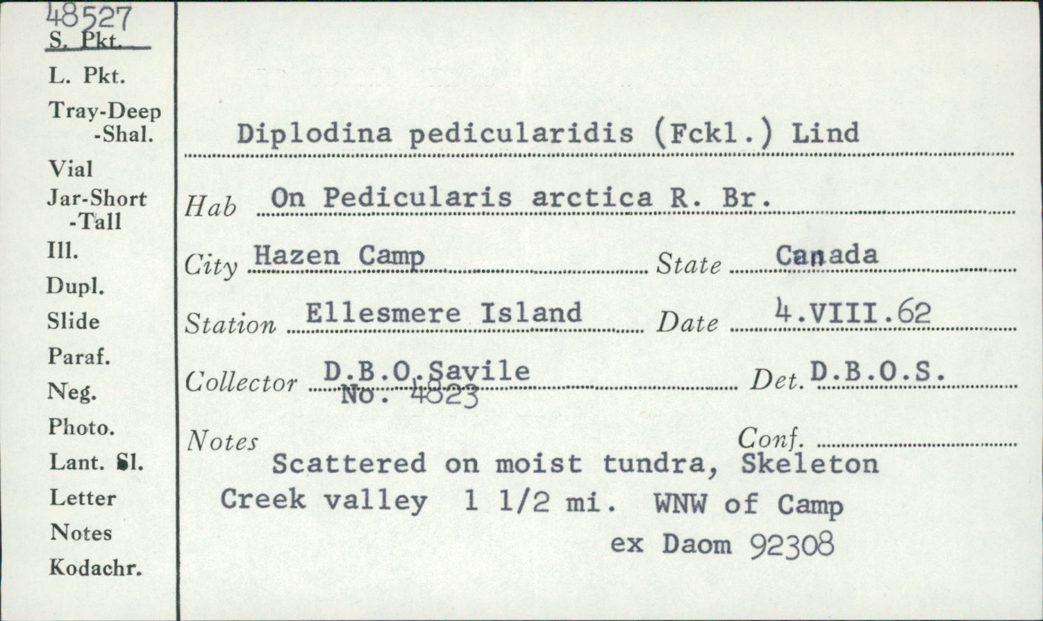 Diplodina pedicularidis image