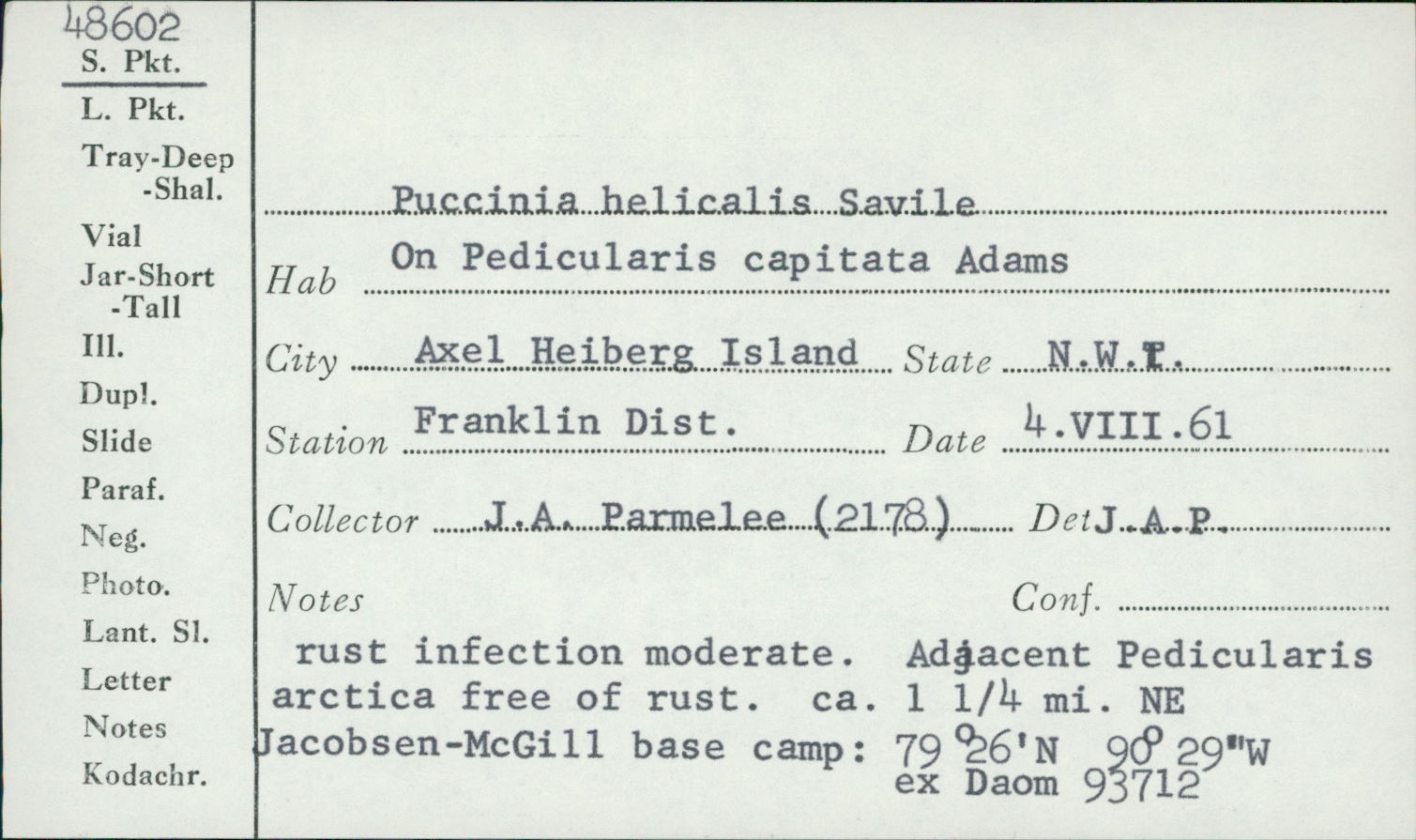 Puccinia helicalis image