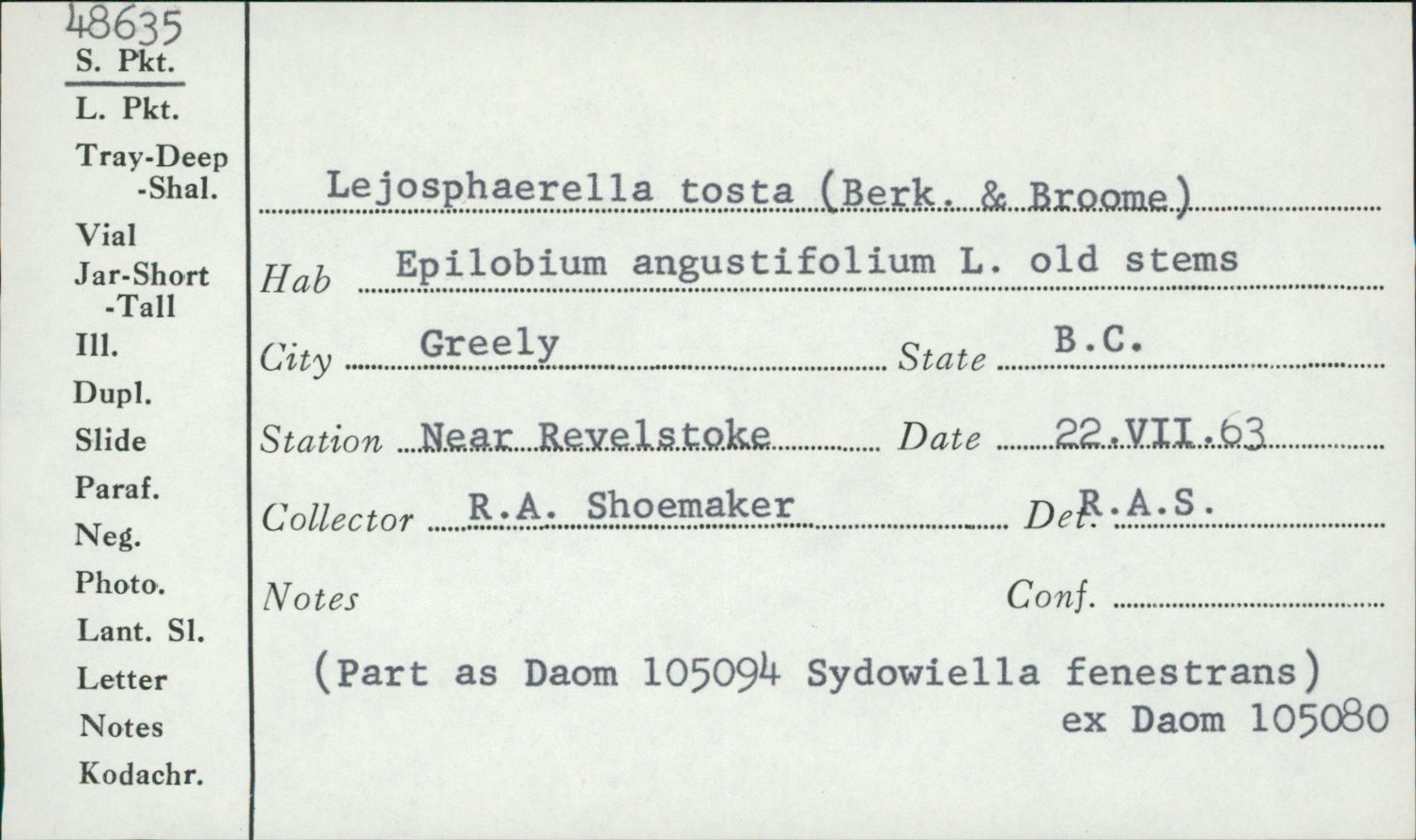 Sydowiella fenestrans image