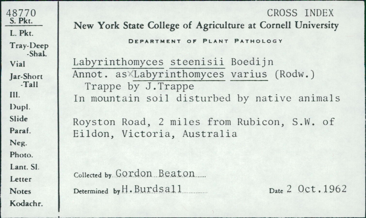 Labyrinthomyces steenisii image