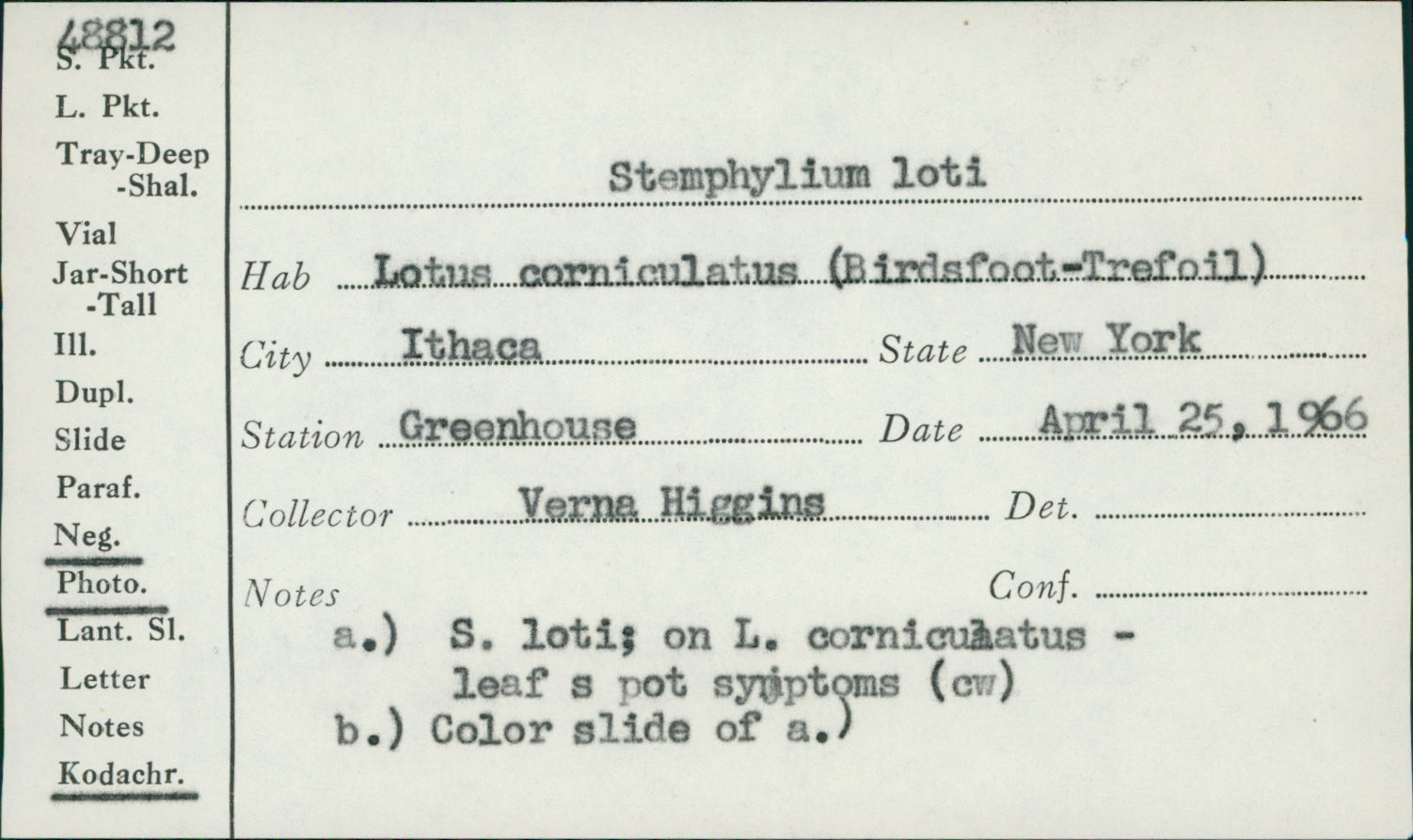 Stemphylium loti image