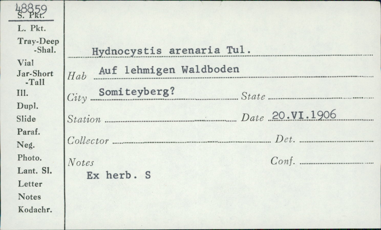Hydnocystis arenaria image