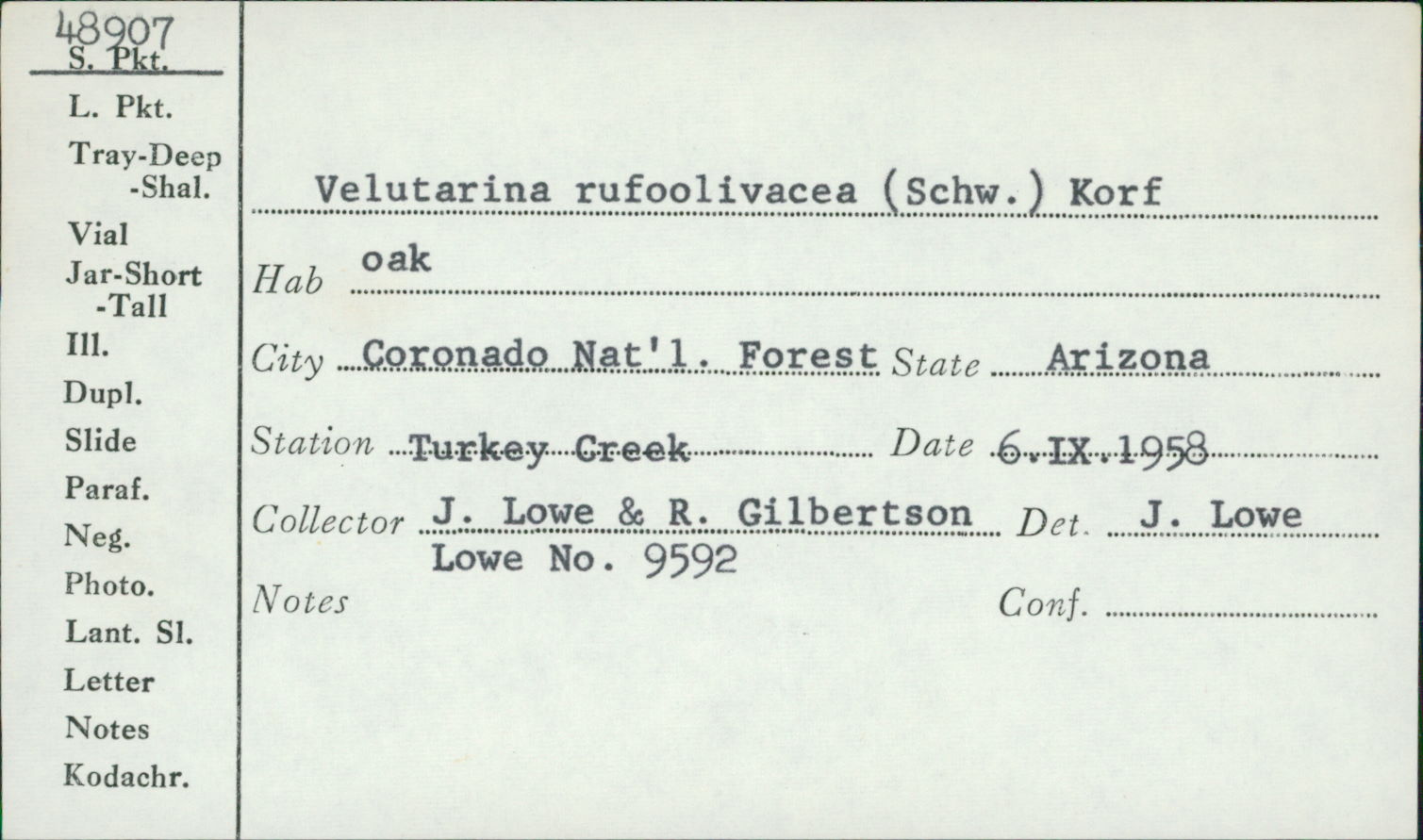 Velutarina rufoolivacea image