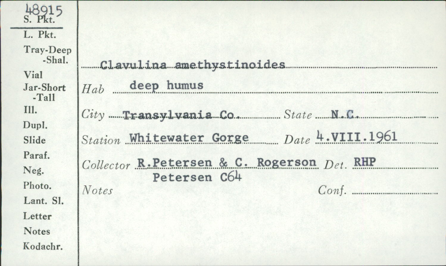 Clavulina amethystinoides image