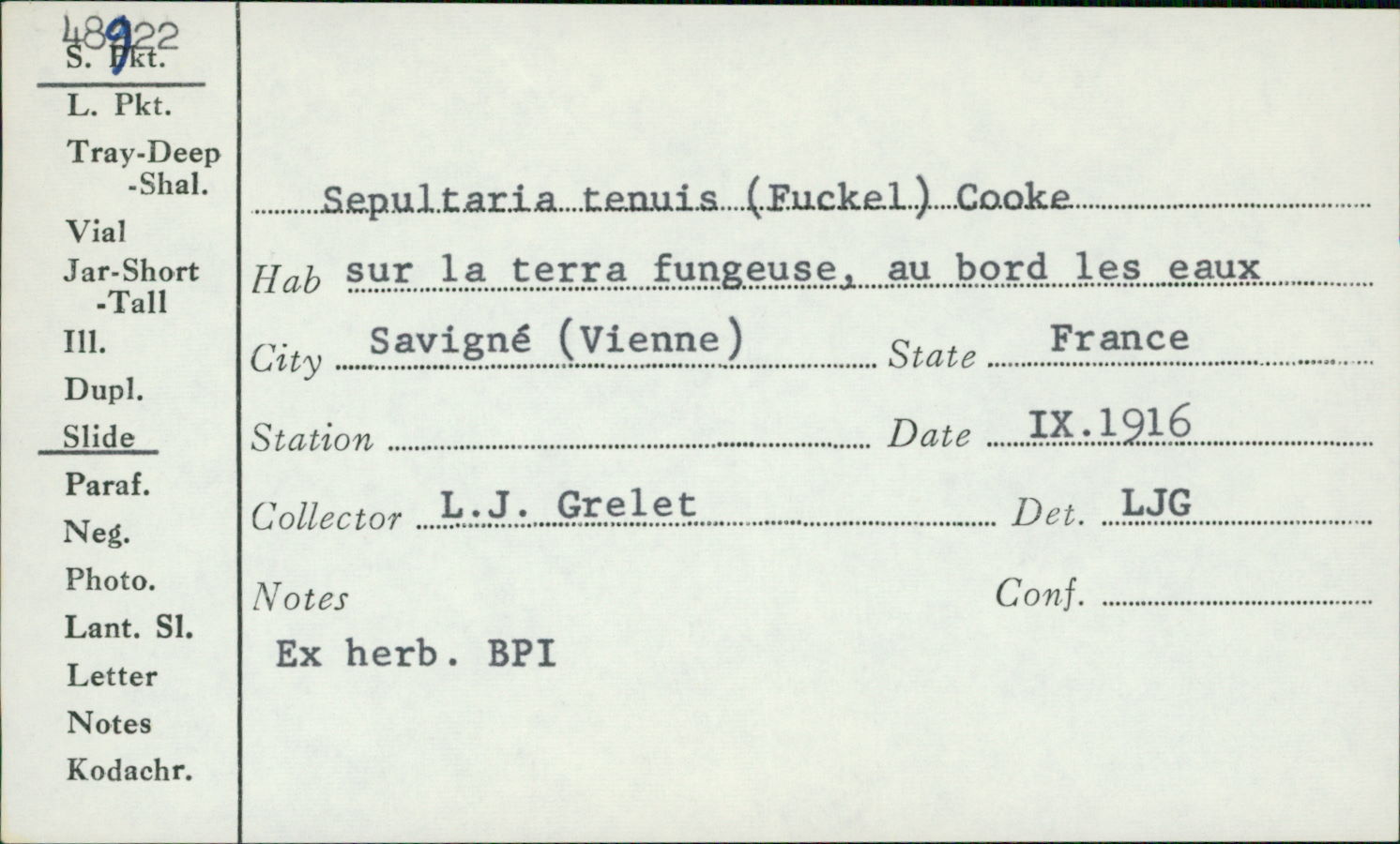 Geopora tenuis image