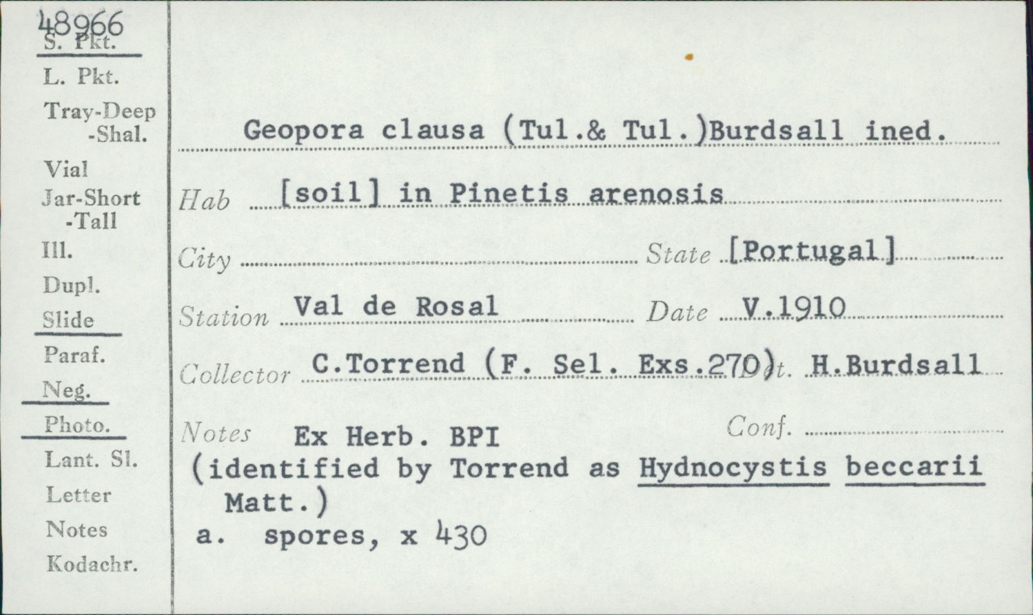 Hydnocystis beccarii image