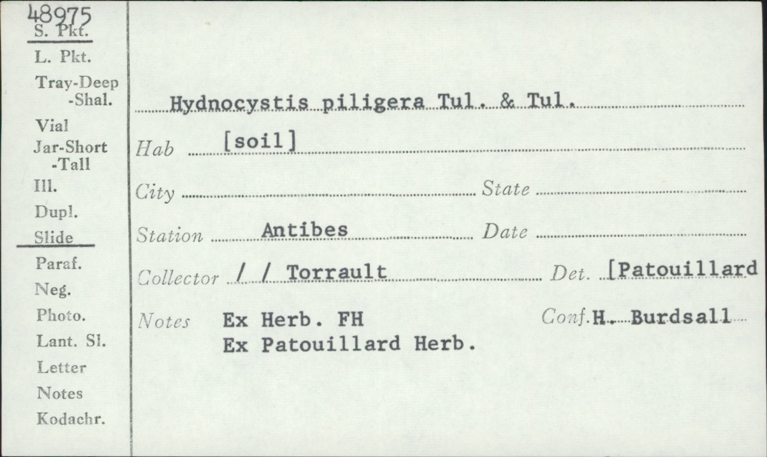 Hydnocystis piligera image