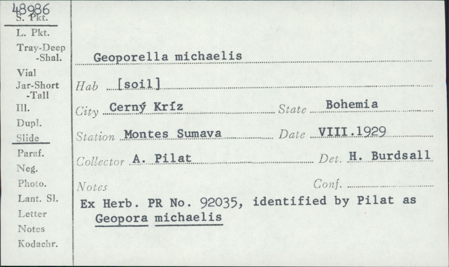 Geopora michaelis image