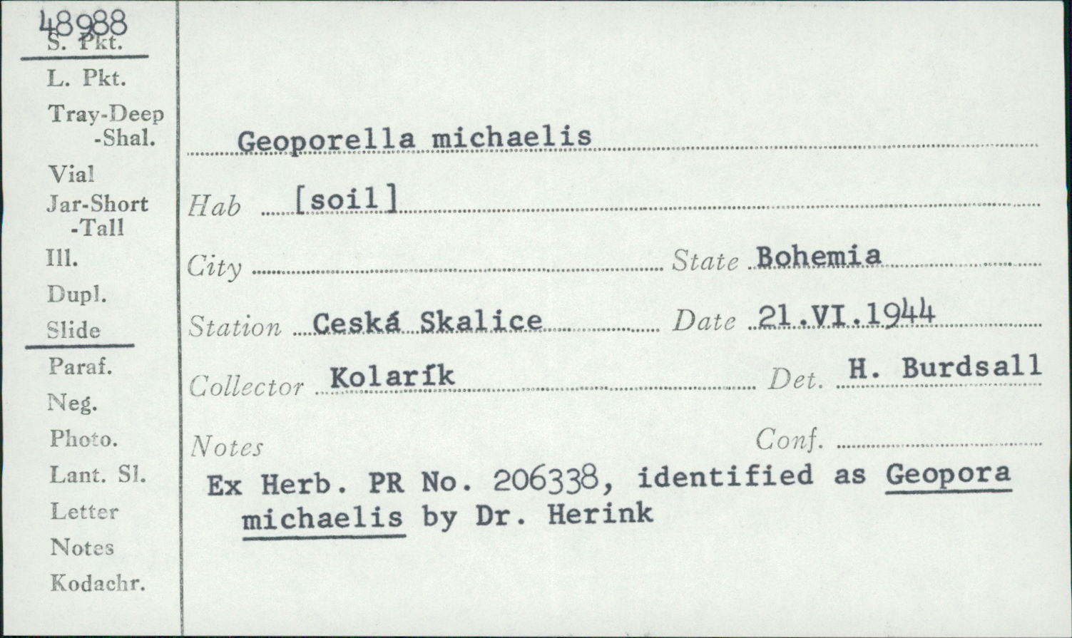 Geopora michaelis image