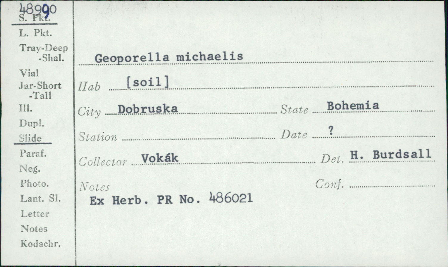 Geoporella michaelis image