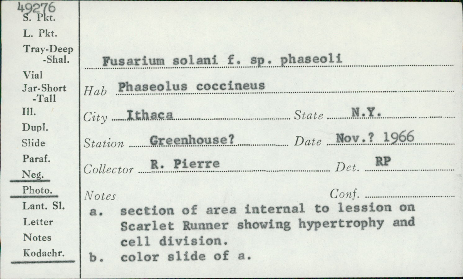 Fusarium solani f. phaseoli image