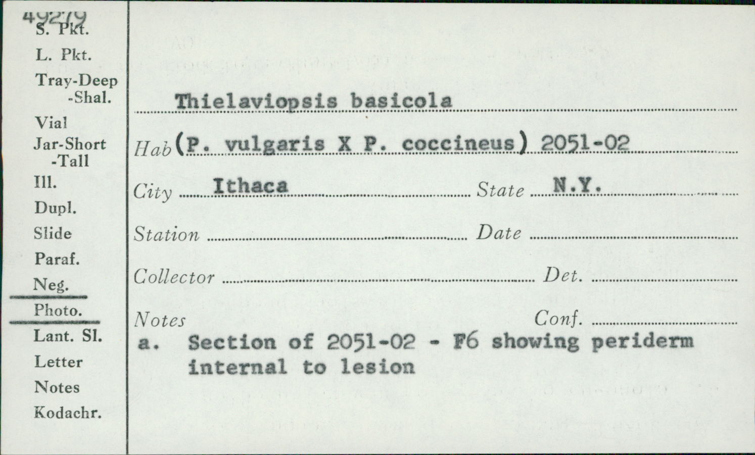 Thielaviopsis basicola image