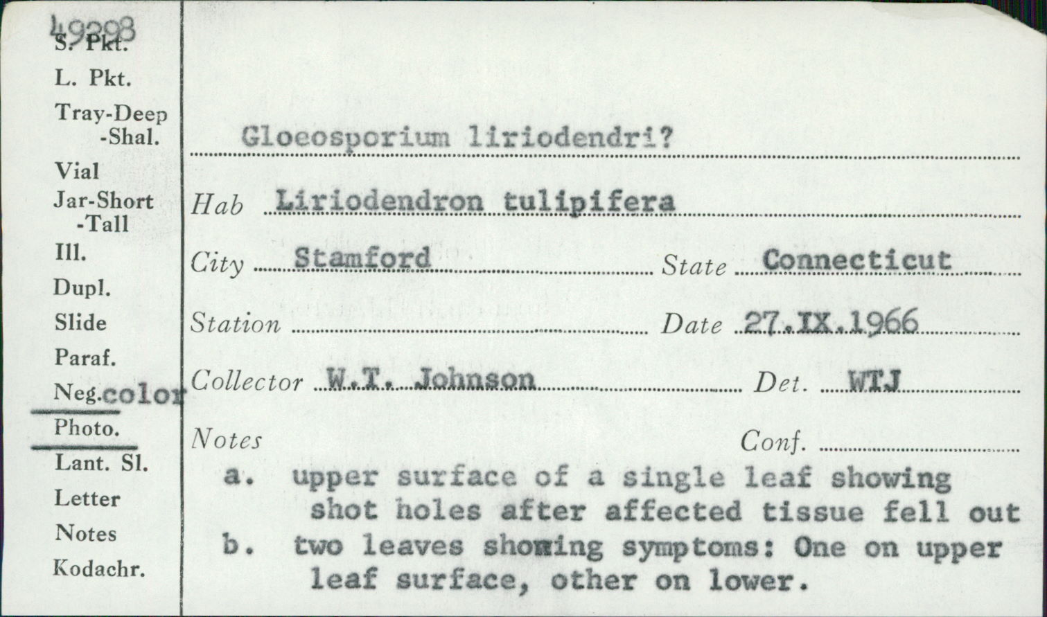 Gloeosporium liriodendri image