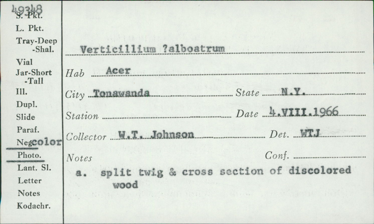 Verticillium albo-atrum image