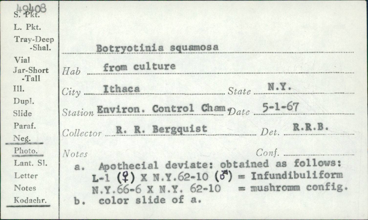 Botryotinia squamosa image