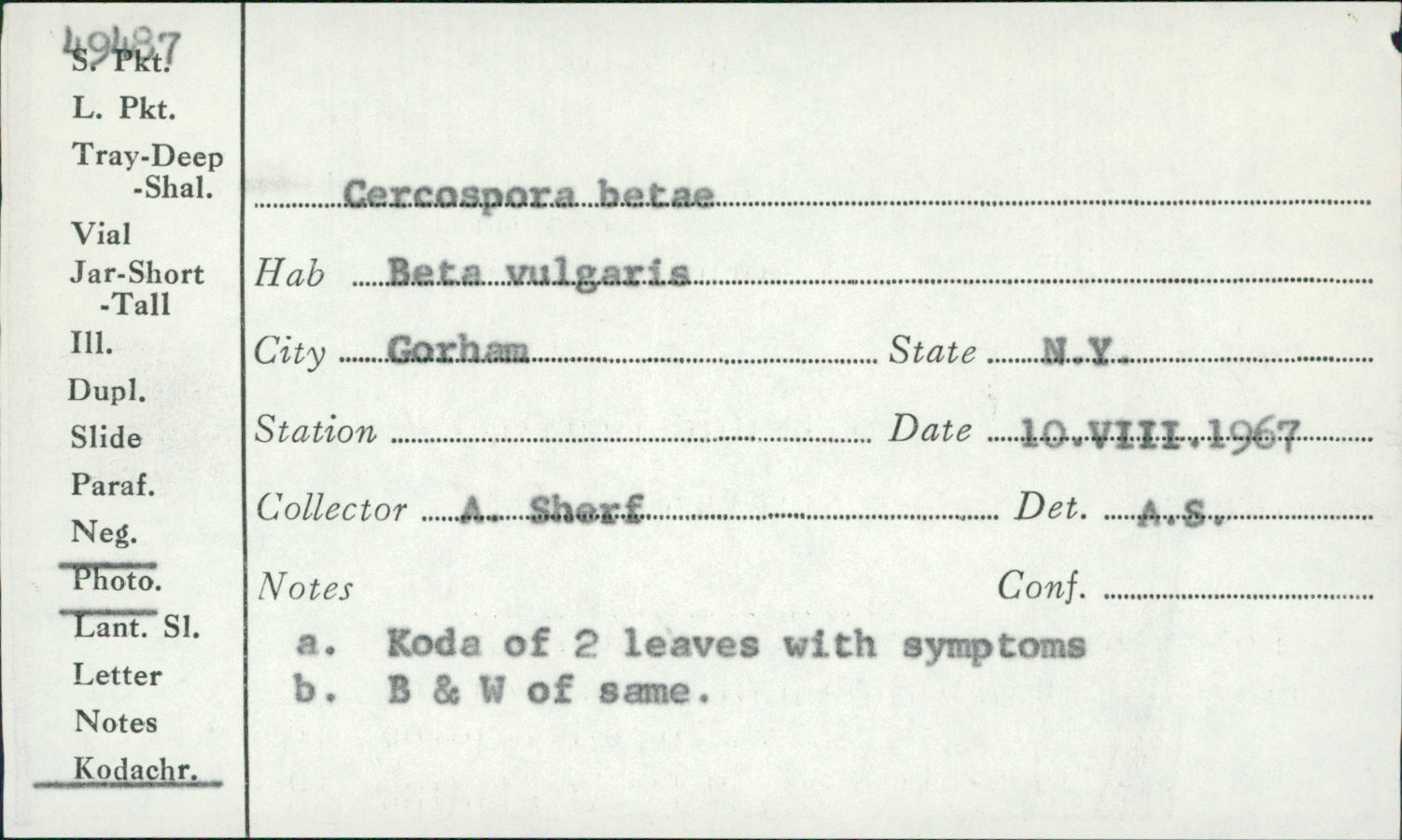 Cercospora betae image