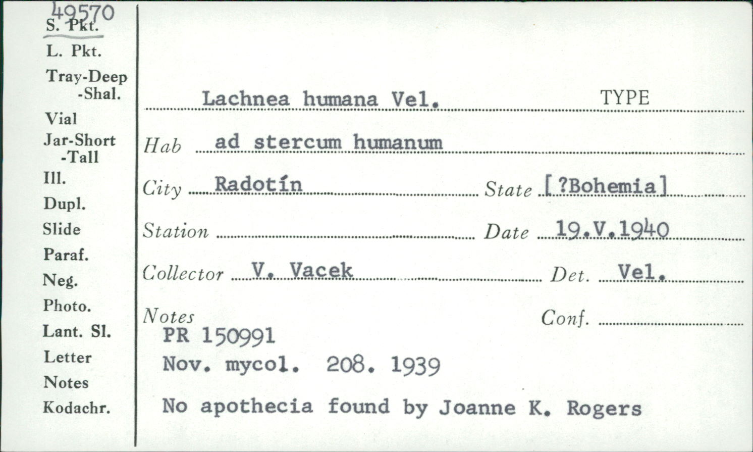 Lachnea humana image