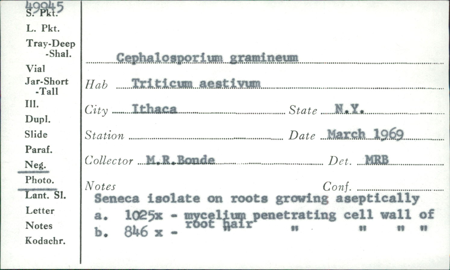 Hymenula cerealis image