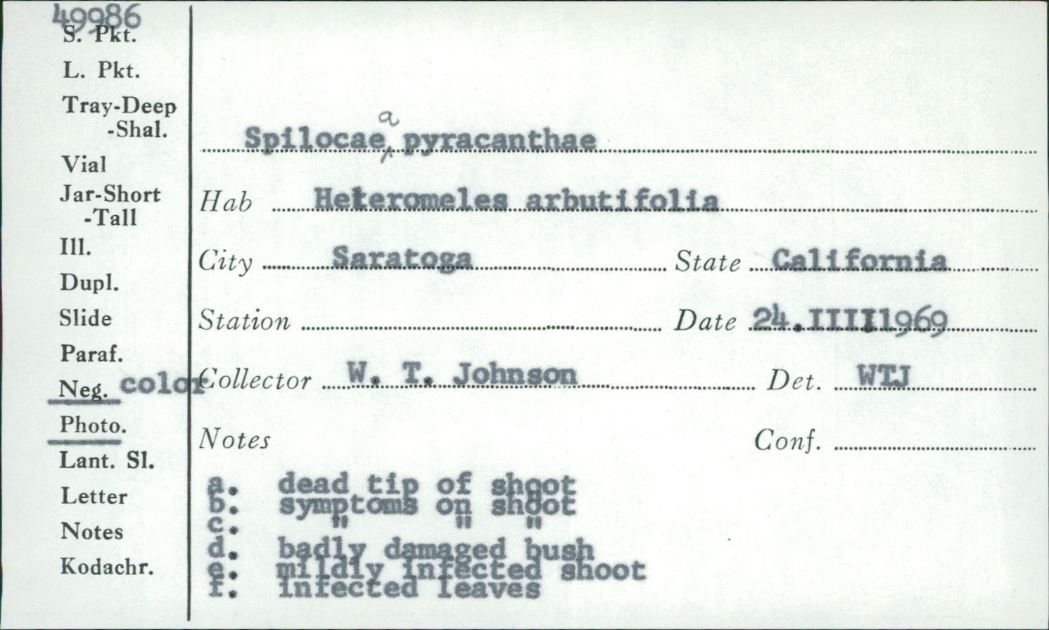 Spilocaea pyracanthae image