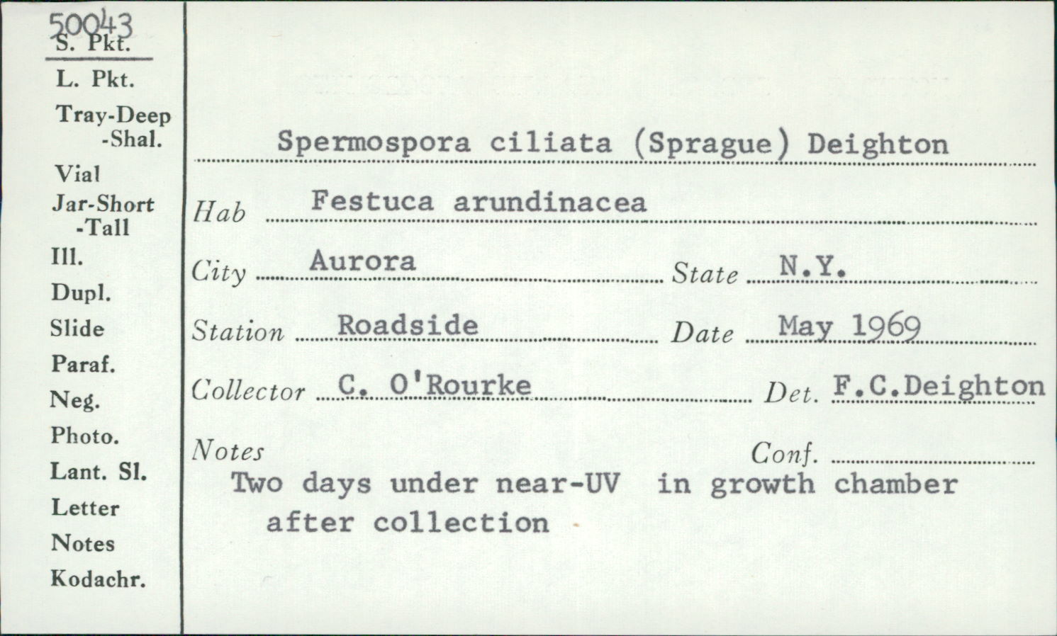 Spermospora image