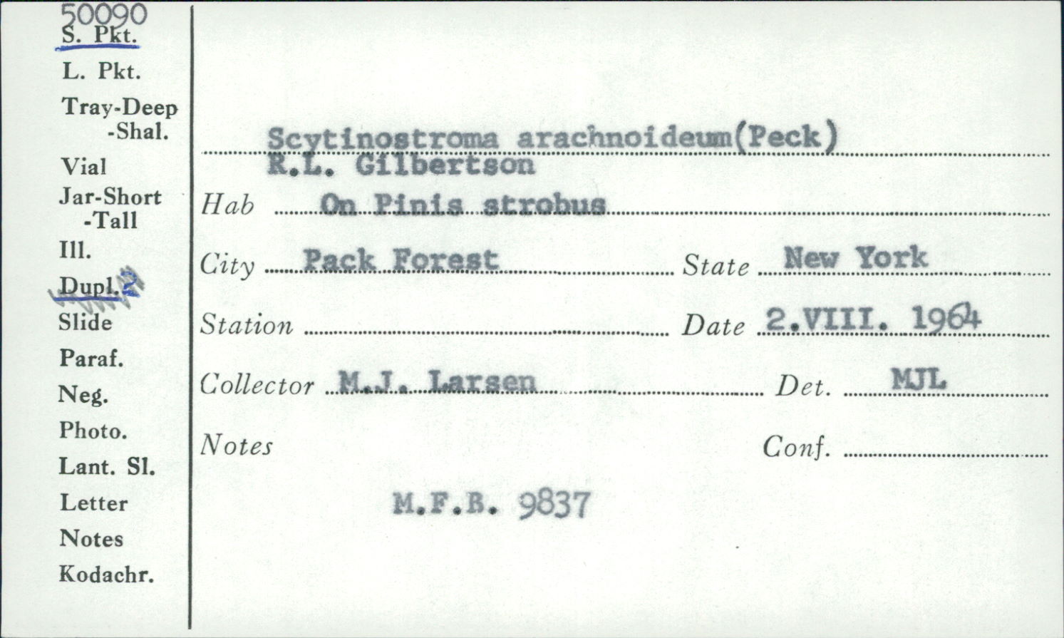 Scytinostroma arachnoideum image