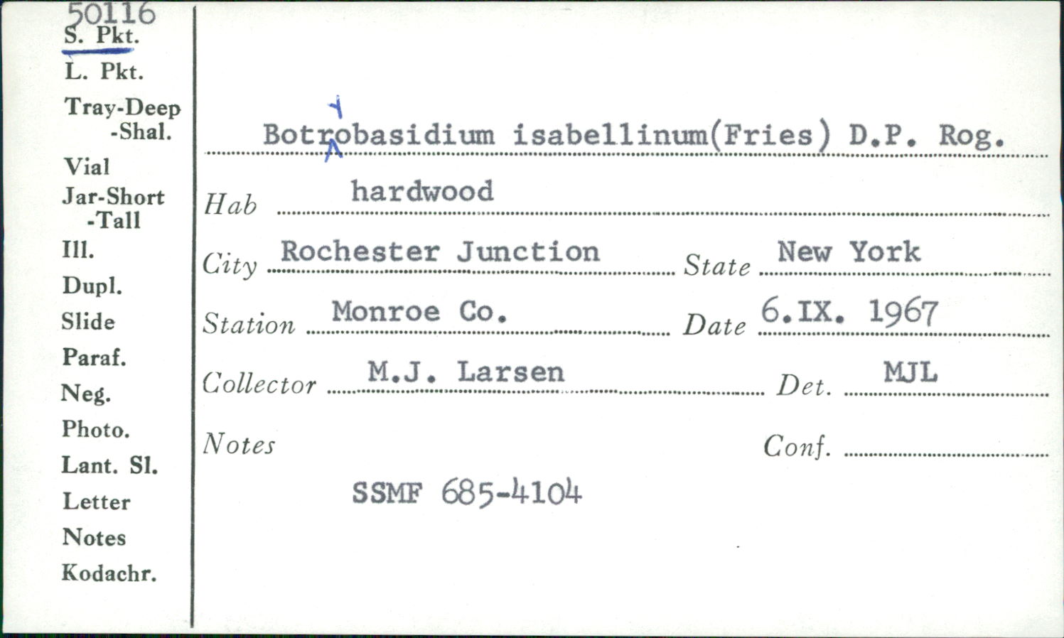 Botryohypochnus isabellinus image
