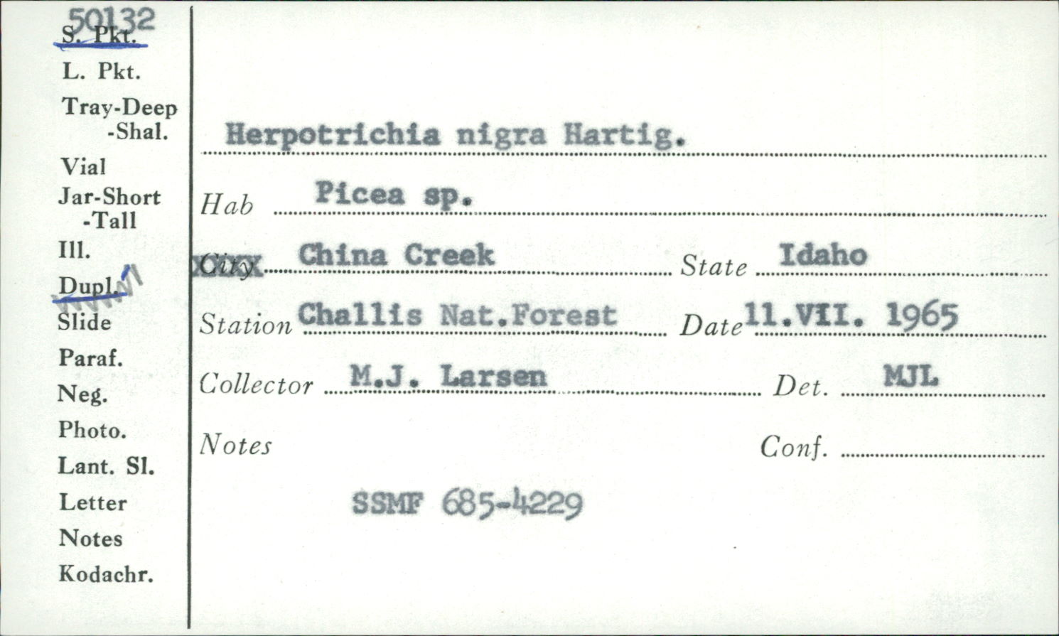 Herpotrichia nigra image