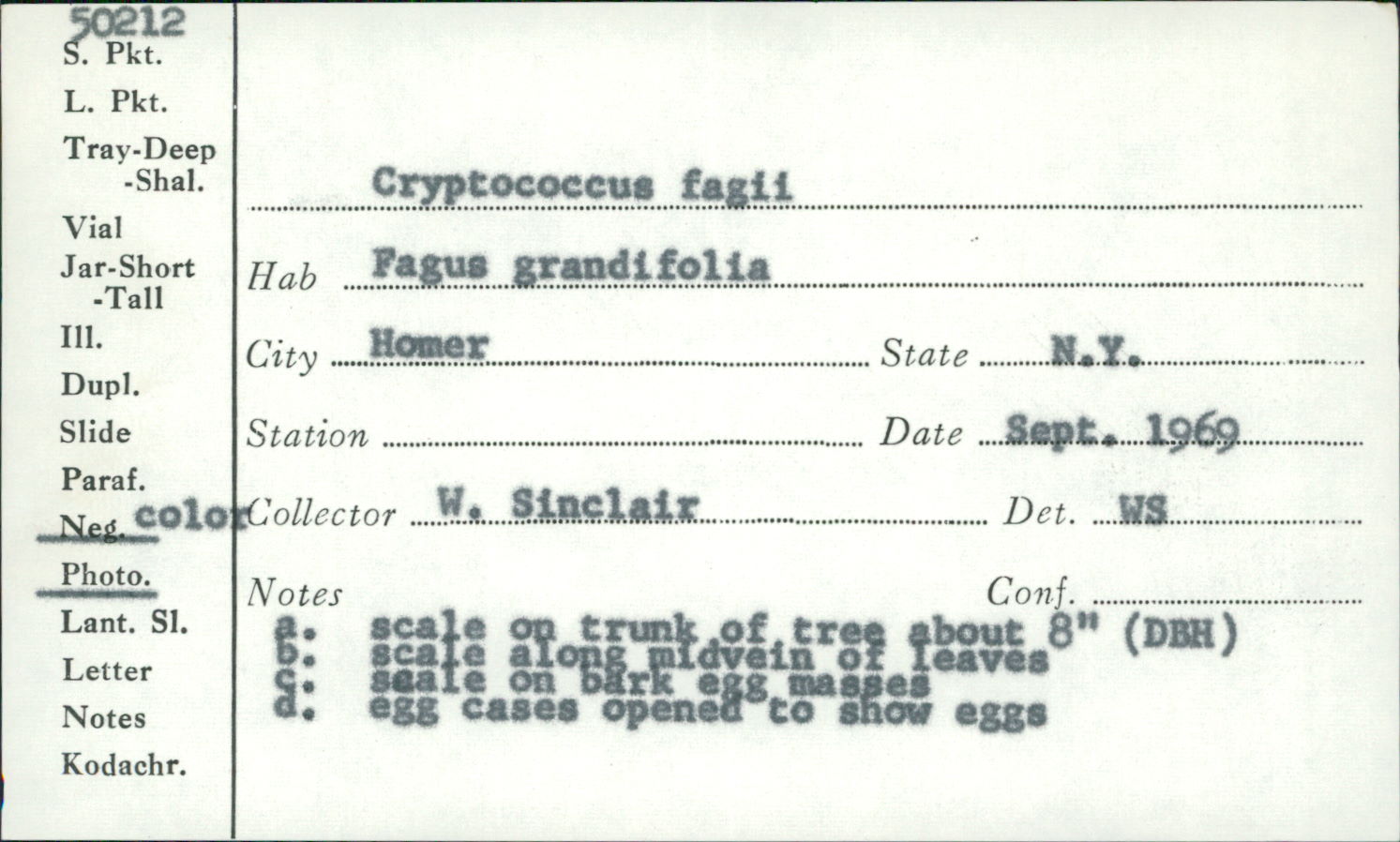 Cryptococcus fagi image