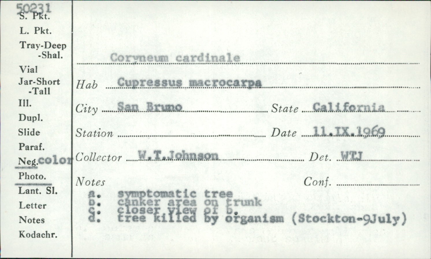 Seiridium cardinale image