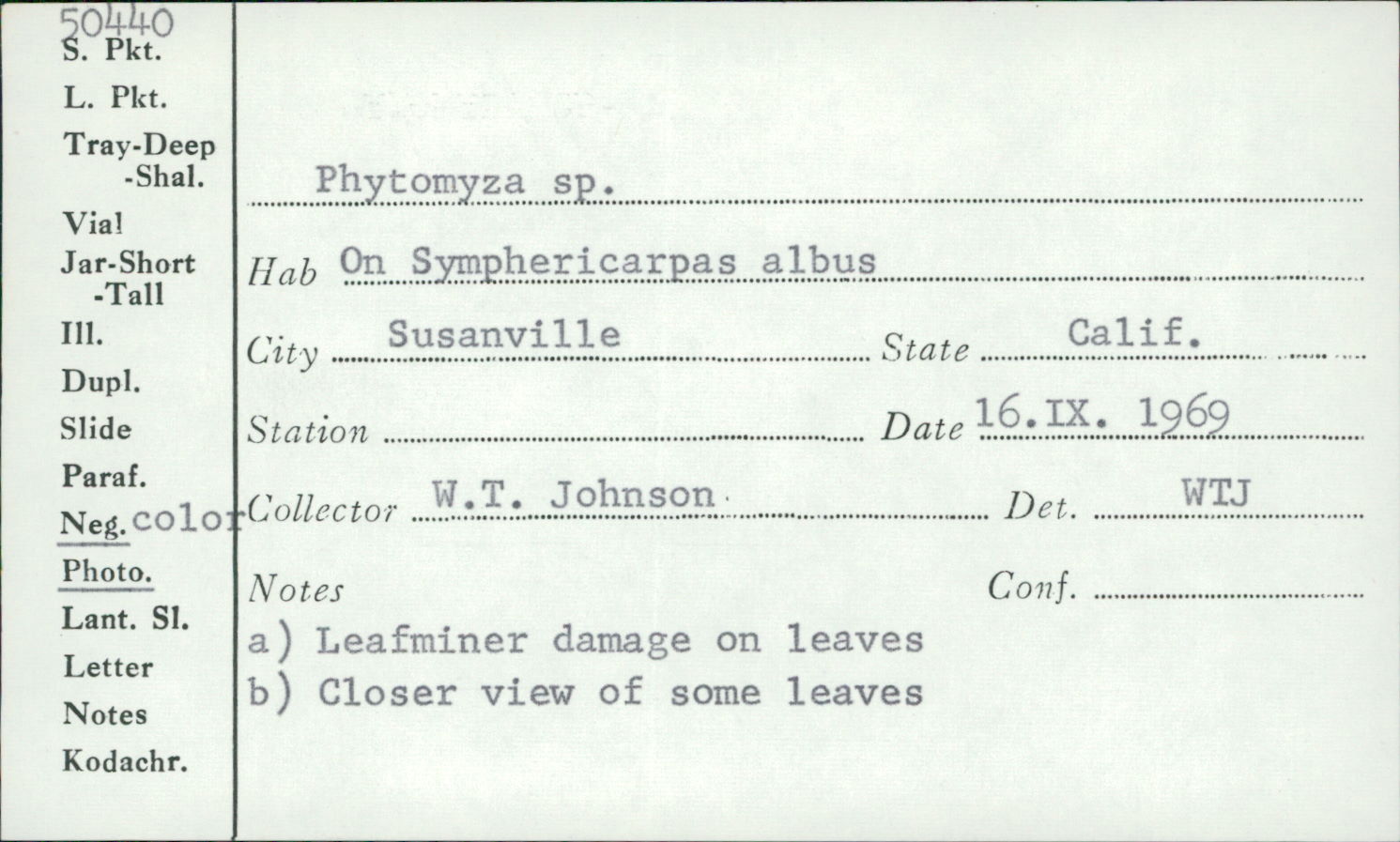 Phytomyxa image