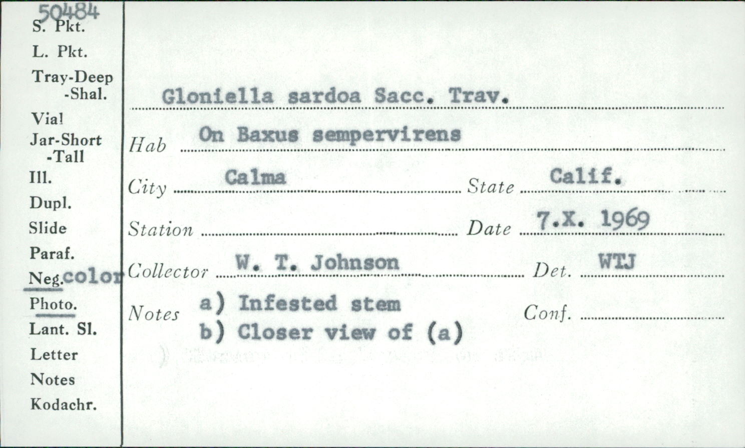 Gloniella sardoa image