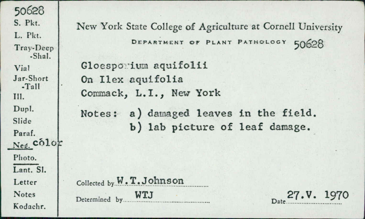 Gloeosporium aquifolii image