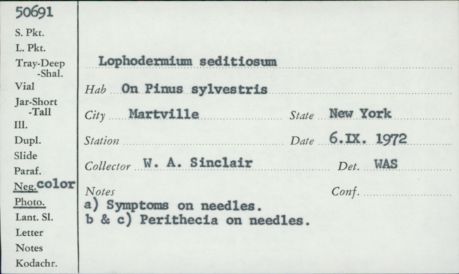 Lophodermium seditiosum image