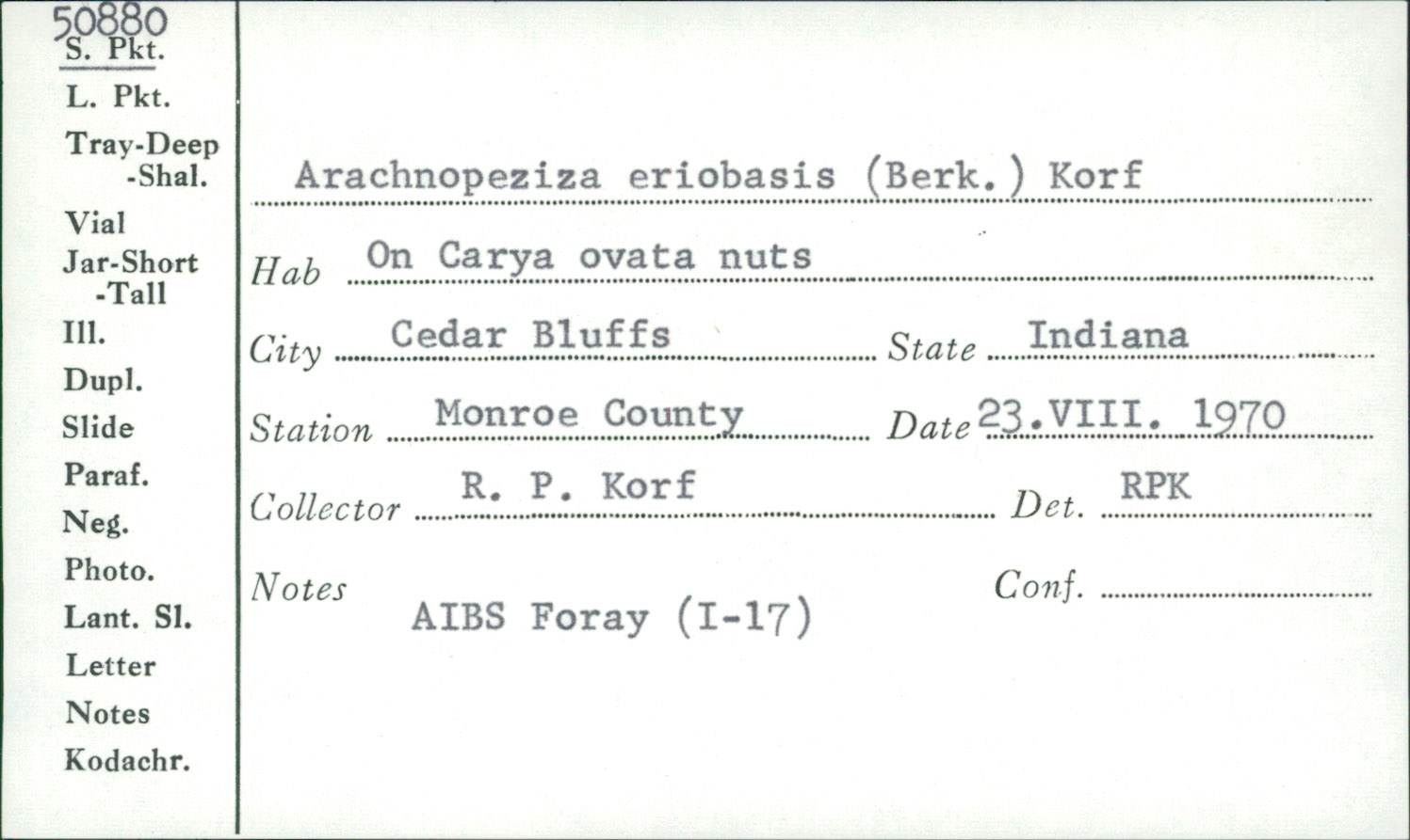 Arachnopeziza eriobasis image