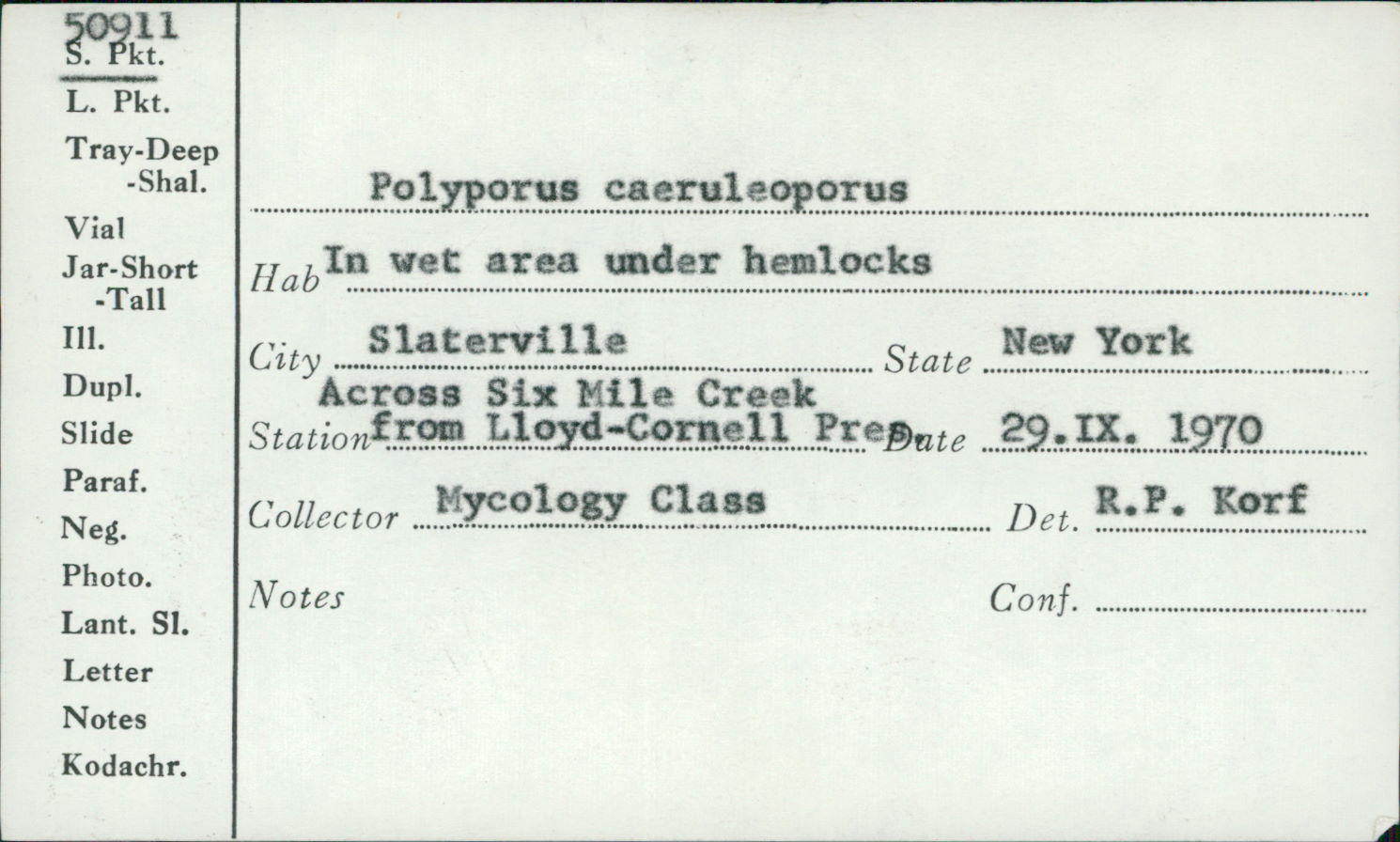 Polyporus caeruleoporus image